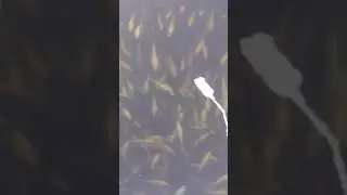 малек