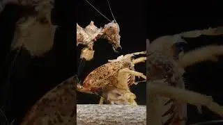 Mantis with prey in time laps macro photography