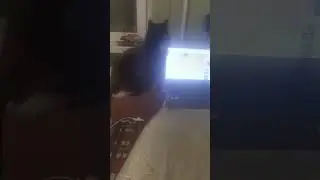 Кот и компьютер