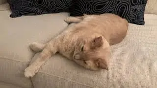 Talking to My Cat | A Conversation with Mugi