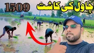 🫣12 ہزار فی ایکڑ چاول کی لگوائی🌾
