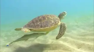 02  Жизнь под водой.  Морские пустыни.