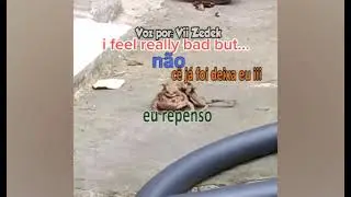 Sapinhos que nos entendem