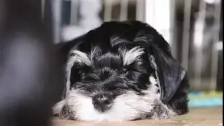 LOVELY PUPPIES OF MINIATURE SCHNAUZER