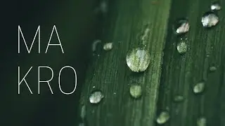 Zkusil jsem si MAKRO fotku