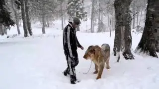 На Кавказе есть все.. (даже личные львы)