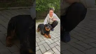 Ротвейлеры под нашим кураторством, часть 1