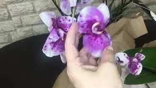 #2  Посылка с орхидеями  в этом сезоне 2024 г