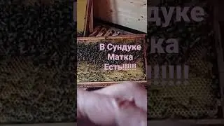 В сундуке матка есть!