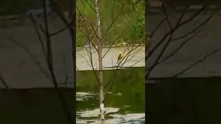 РЕДКАЯ ПТИЧКА ЖЁЛТАЯ ТРЯСОГУЗКА