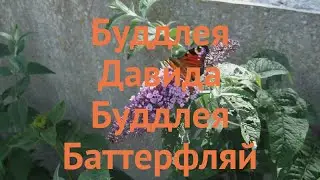 Буддлея давида Буддлея Баттерфляй Тауэр 🌿 обзор: как сажать, саженцы буддлеи