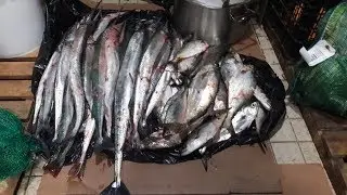 наловили саргана