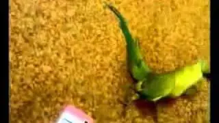 Попугай  танцует