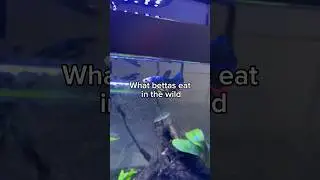 What betta fish eat in the wild