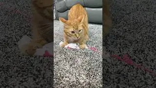 20 MPH CAT TOY 