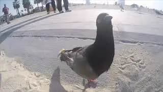 Петух из мультика Моана, он существует!)