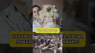 И не дай божЭ меньше хоть на грамм… #шпиц #померанскийшпиц #шпицмини #смешноевидео #минишпиц