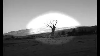 Tree Spirits