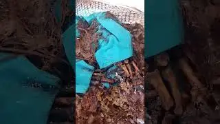 dedos das mãos
