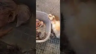Первые комочки-пушистики!!!