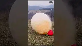 Enormous Balloons and simple tap #experiment #elephanttoothpaste #balloon