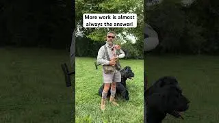 Help! My Labrador Retriever Won't Stay! 
