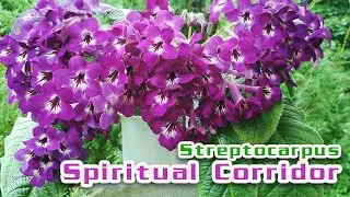 ШАПОЧНОЕ ЦВЕТЕНИЕ стрептокарпуса Spiritual Corridor