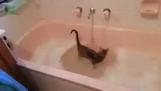 Приколы с котами # купание котов