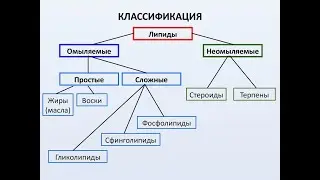 Нагиев Э.Р. Лекции по биохимии: Липиды 1