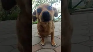 my cute dogs is happy 