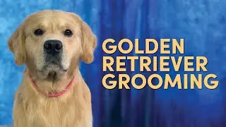 Golden Retriever Grooming Supplies: Quick Start Guide