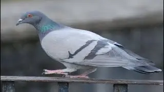 Method of Fighting Pigeons