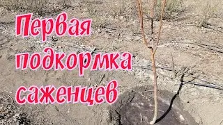 Первая подкормка высаженых саженцев
