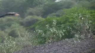Peacock flying