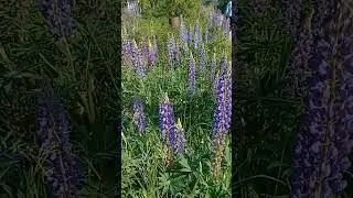Люпин 💟🌸💟🌸💟
