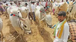 దేవరకద్ర బుధవారం సంతలో 6 పళ్ళ కోడెల రేటు | Biggest Bulls market in Telangana ‎@purnafarms 