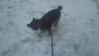 Хорёк мой!
