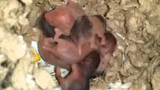 Baby hams day 7: umbilical stumps gone!