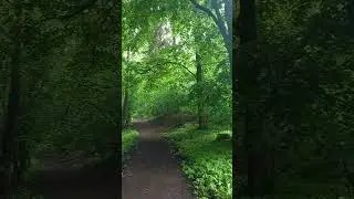 ASMR rain forest sounds. 