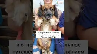 Собачки отправляются в путешествие, где найдут свой дом 🥰