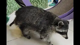 АХ ТАК