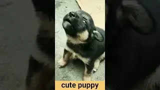 🐕Puppy crying sound effect