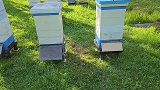 Пасека 7 июня  Короткий обзор дня
