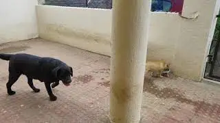 French Bulldog bullying Labrador retriever
