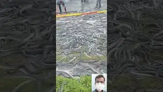 viral snake video || 🔥🤯😱 #shorts #shortfeed #short