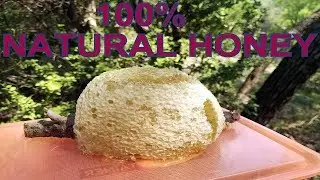 Hunting Wild Honey 100% Pure & Satisfying Must Watch HD