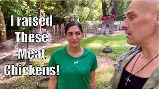 Eat Chickens - Meat Chickens