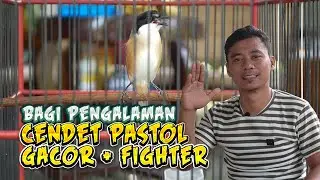 Perawatan Cendet Pastol Biar Gacor dan Punya Jiwa Petarung