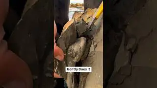 Perfect Cephalopod EXCAVATED From Shale! 🤯