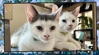 Foster Kitten Livestream (S11, E28) - Aug 31, 2024